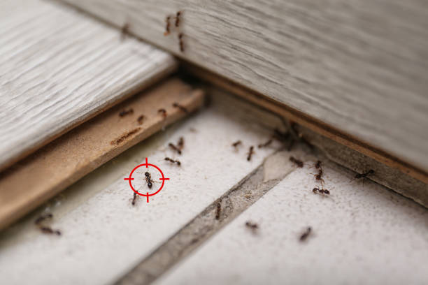 Professional Pest Control in Olivehurst, CA