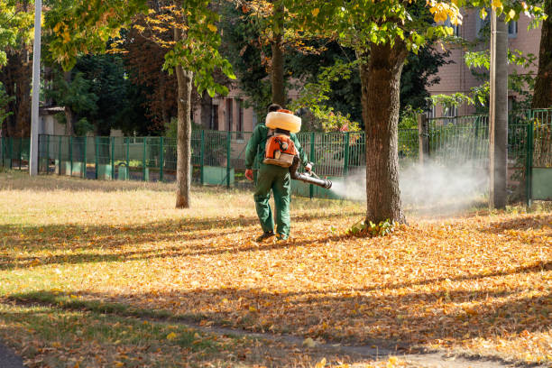 Best Flea Control Services  in Olivehurst, CA